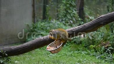 小<strong>猴子</strong>拉丁名Saimirisciureus正在木树干上吃饭.. 生活在南美洲地区的<strong>可爱猴子</strong>